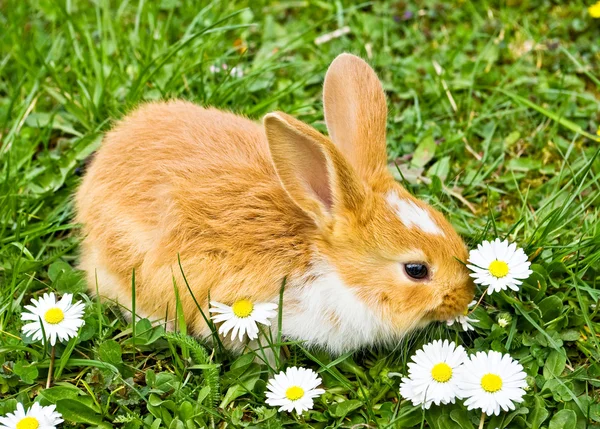 Niedliche Kaninchen essen — Stockfoto