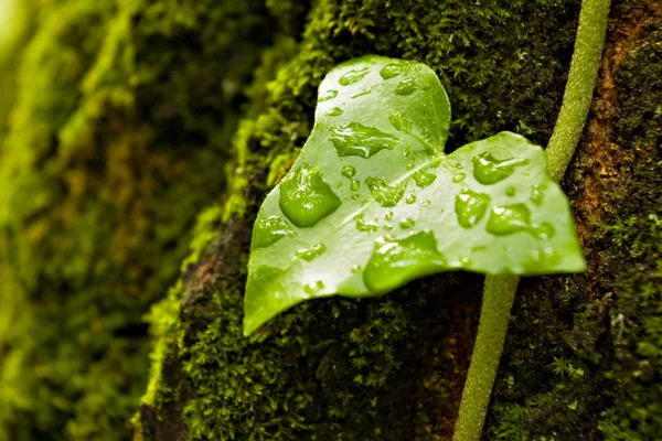 Grünes feuchtes Blatt — Stockfoto