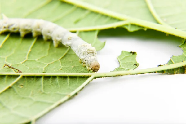 Silkworm feeding with leaf — Stock Photo, Image