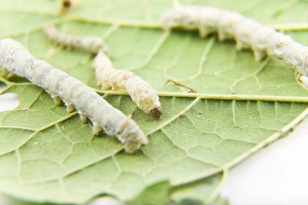 stock image Silkworm feeding with leaf