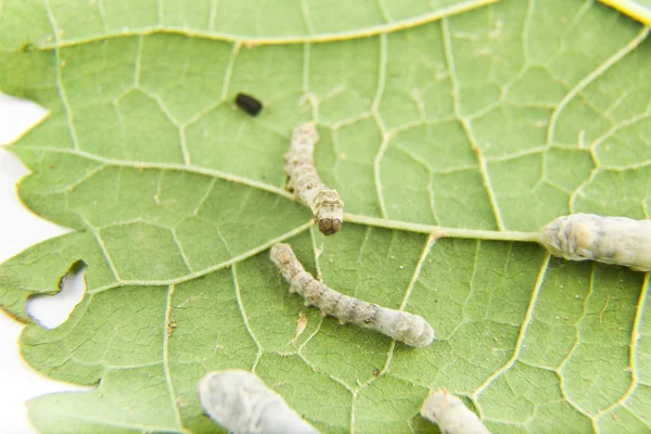 Stock image Silkworm feeding with leaf