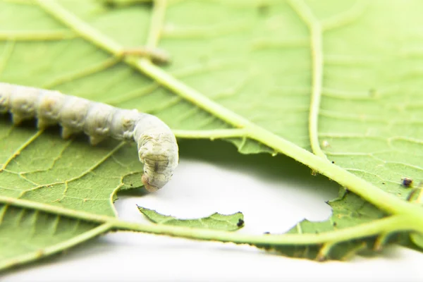 stock image Silkworm feeding with leaf