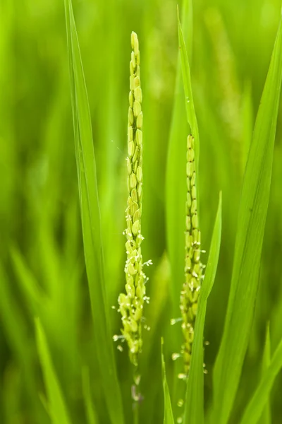 Reisfeld mit Blume und Reiskopf — Stockfoto
