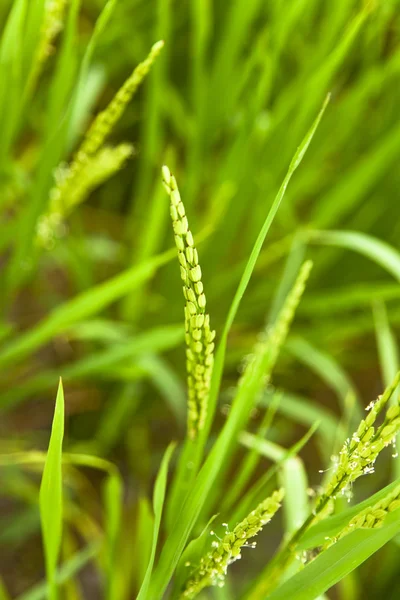 Reiskopf auf einem landwirtschaftlichen Grundstück — Stockfoto