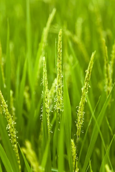 Ricehead bir çiftlik arazi — Stok fotoğraf