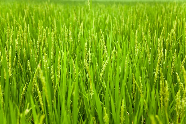 Ricehead bir çiftlik arazi — Stok fotoğraf