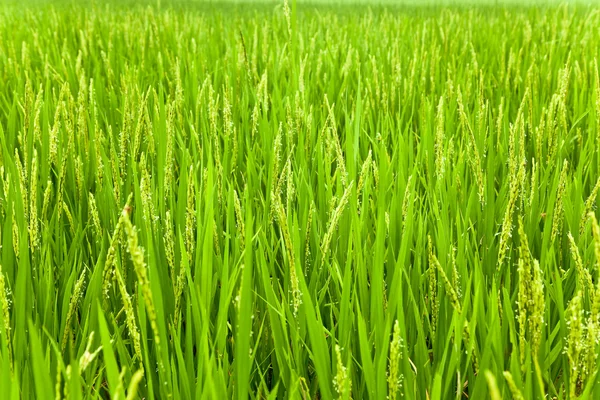Ricehead 在一个农场的土地 — 图库照片