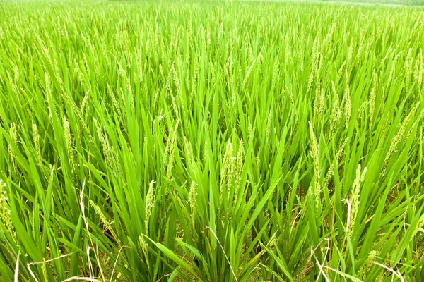 Ricehead 在一个农场的土地 — 图库照片