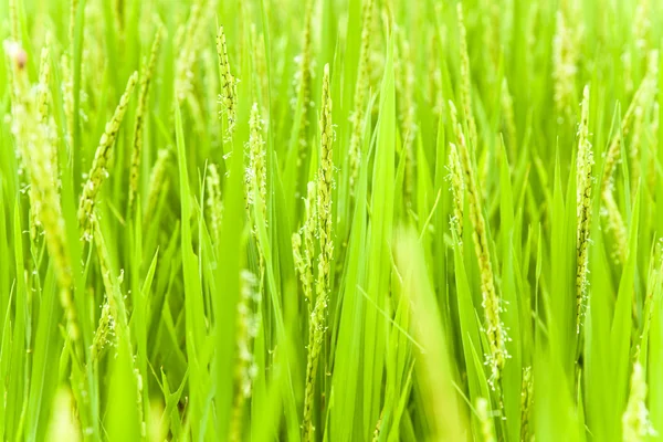 Reiskopf auf einem landwirtschaftlichen Grundstück — Stockfoto
