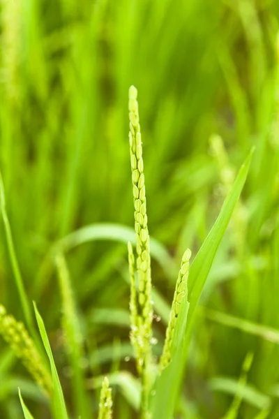 稻田与花卉和 ricehead — 图库照片