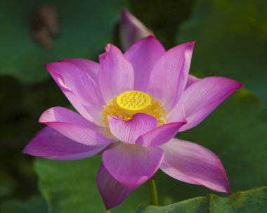 Lotus çiçeği.