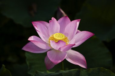 Lotus çiçeği.