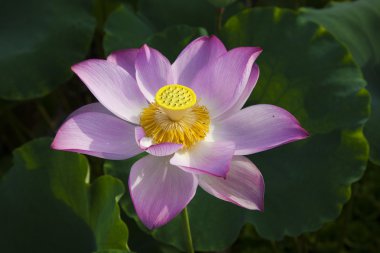 Lotus çiçeği.