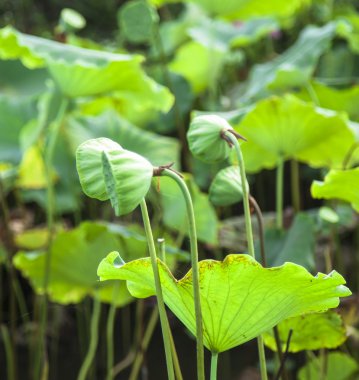 Lotus çiçeği.