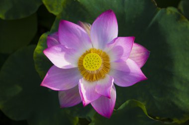 Lotus çiçeği.