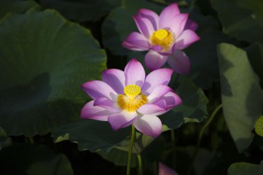 Lotus çiçeği.