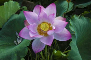 Lotus çiçeği.