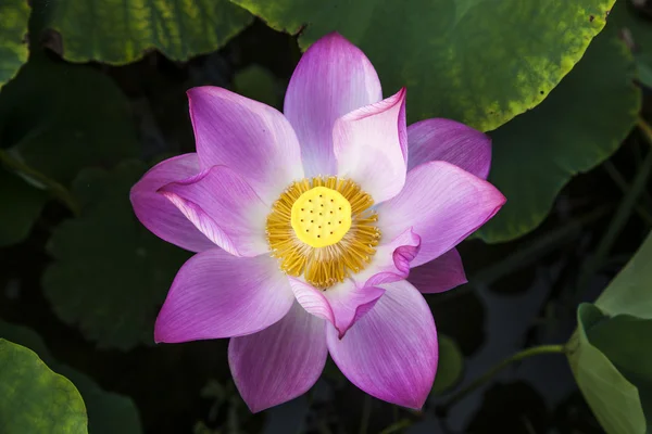 Stock image Lotus flower