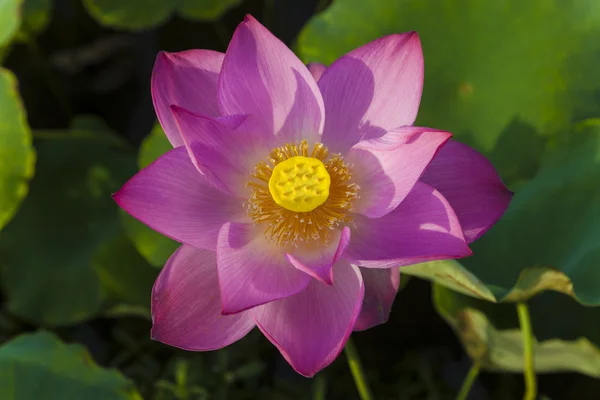 Stock image Lotus flower