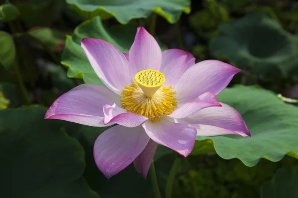 stock image Lotus flower