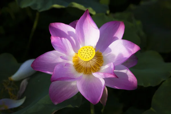 stock image Lotus flower