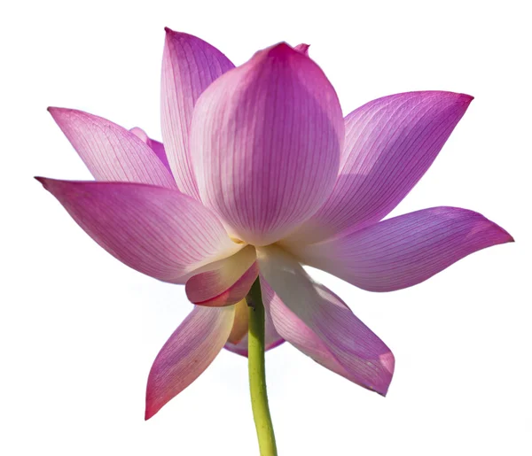 Квітка лотоса Ліцензійні Стокові Фото