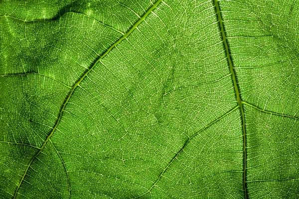 Fig Leaf Texture — Stock Photo, Image