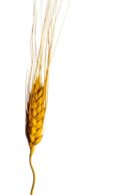 Wheat clipart