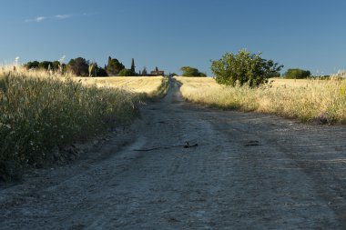 buğday alanı arasında yolun