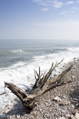 Trunk on a Beach clipart