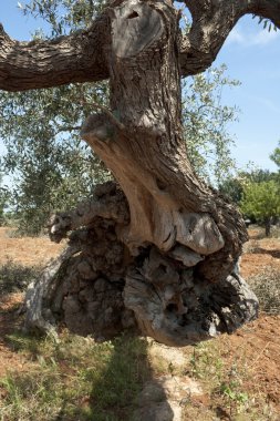 zeytin ağacı