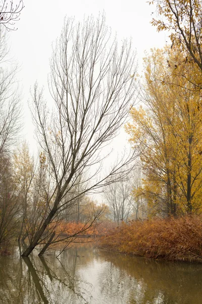 Árboles de otoño en el estanque —  Fotos de Stock
