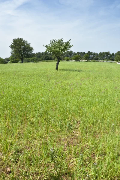 Дерево на травяном поле — стоковое фото