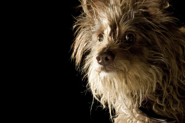 stock image Brown Dog