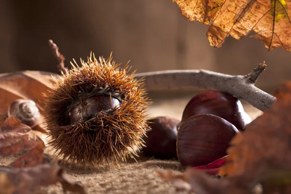 stock image Chestnuts