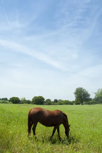 Braunes Pferd auf der Wiese — Stockfoto