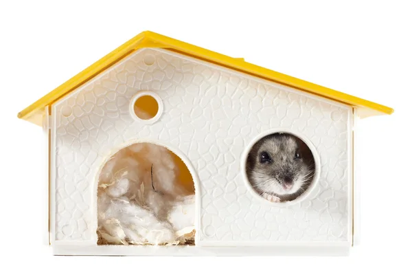 Hamster Inside His House — Stock Photo, Image