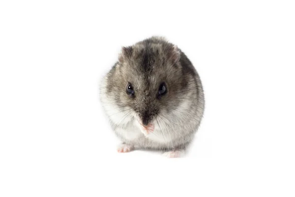 Hamster için dua — Stok fotoğraf