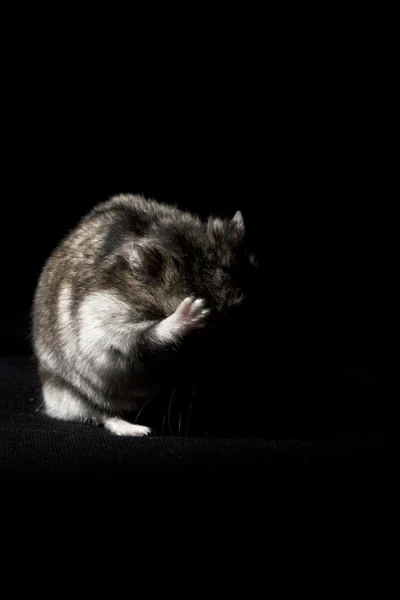绝望的仓鼠 — 图库照片