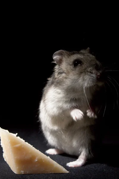 Hamster with Cheese — Stock Photo, Image