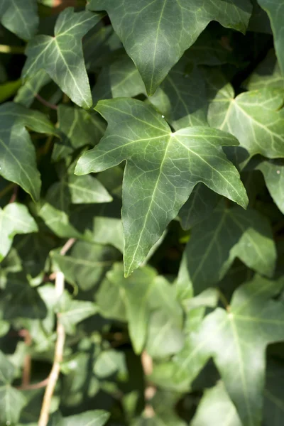 Stock image Ivy Background