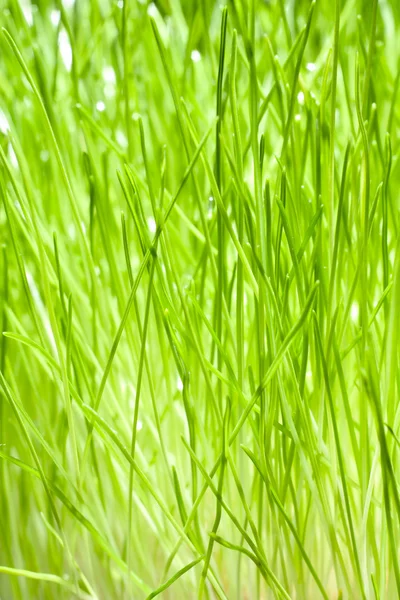 Lâminas verdes de grama — Fotografia de Stock