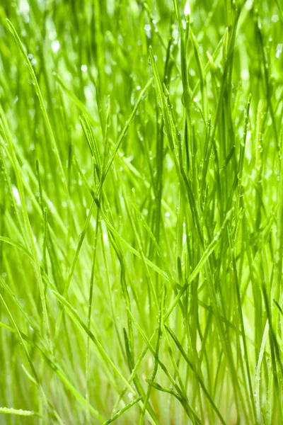 Lâminas verdes molhadas de grama — Fotografia de Stock