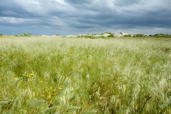 Grass Field with Stormy Sky — Stock Photo, Image