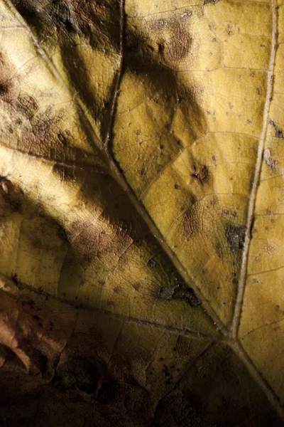 Dead Leaf Texture — Stock Photo, Image