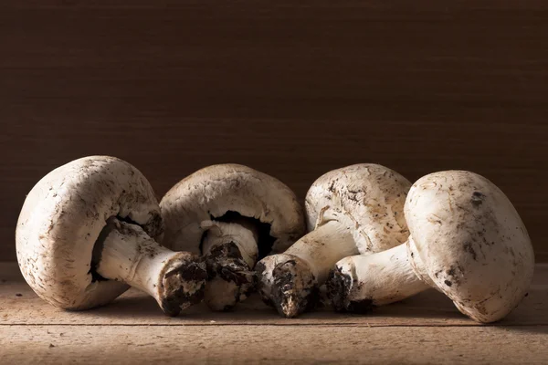 Четыре гриба Шампиньона — стоковое фото