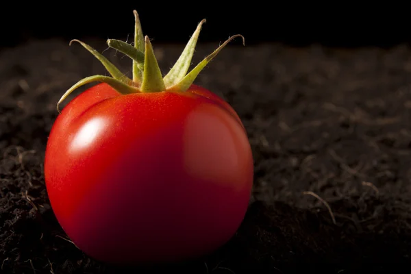 Tomato on Soil — Stock Photo, Image