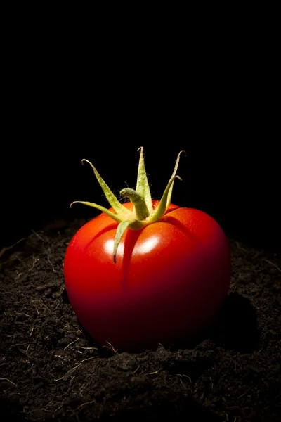 Pomidor na ziemi — Zdjęcie stockowe