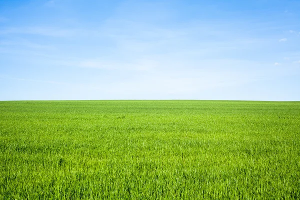 Пустое травяное поле — стоковое фото