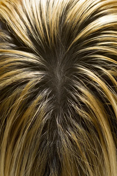 Cabelo loiro com raízes escuras visíveis — Fotografia de Stock
